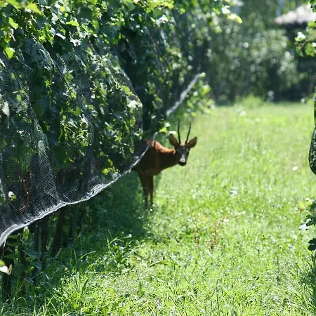 Il Vigneto Melano