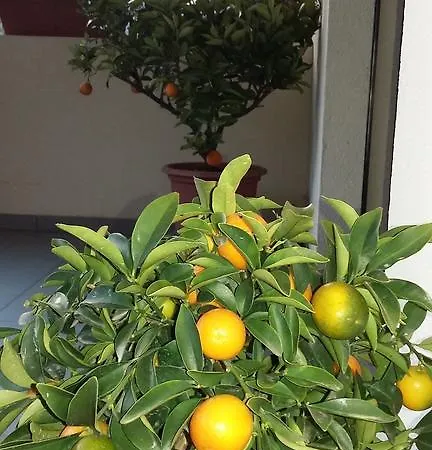 住宿加早餐酒店 伊尔维妮托住宿加早餐旅馆 梅拉诺
